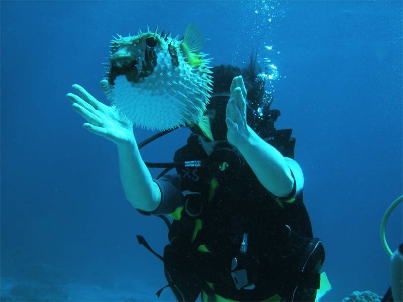 Diving in Phuket