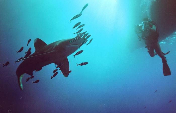 Diving in Phuket