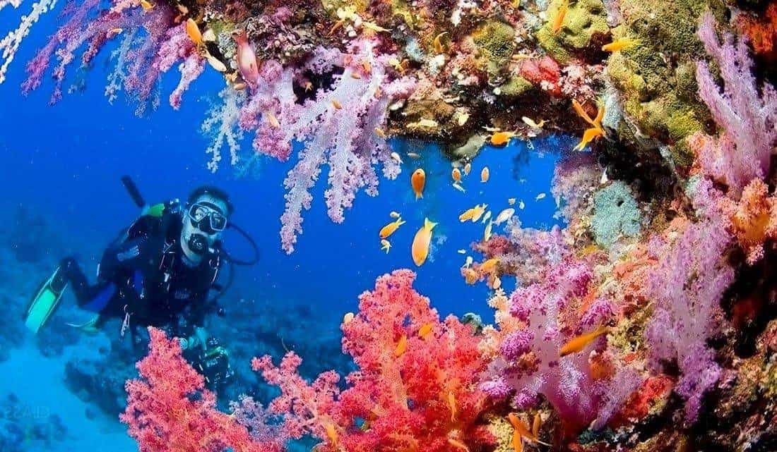 Features and cost of diving in Thailand