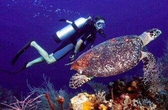 Wonderful scuba diving in Vietnam