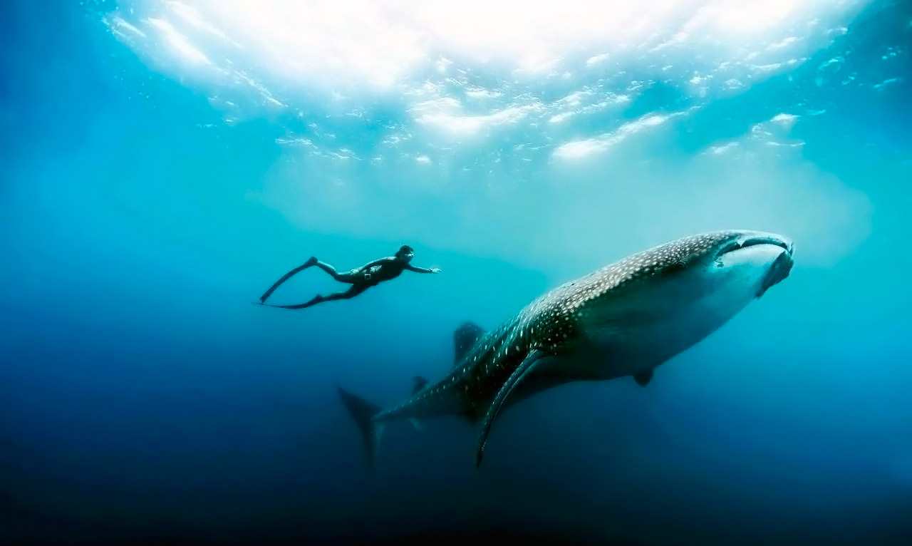 What is Freediving?