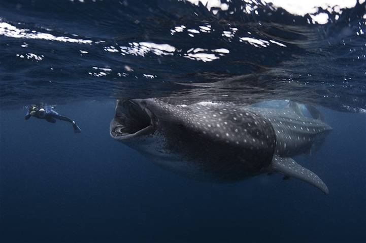 Dangerous diving: how to get home?