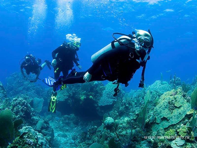 PADI diving: what is it