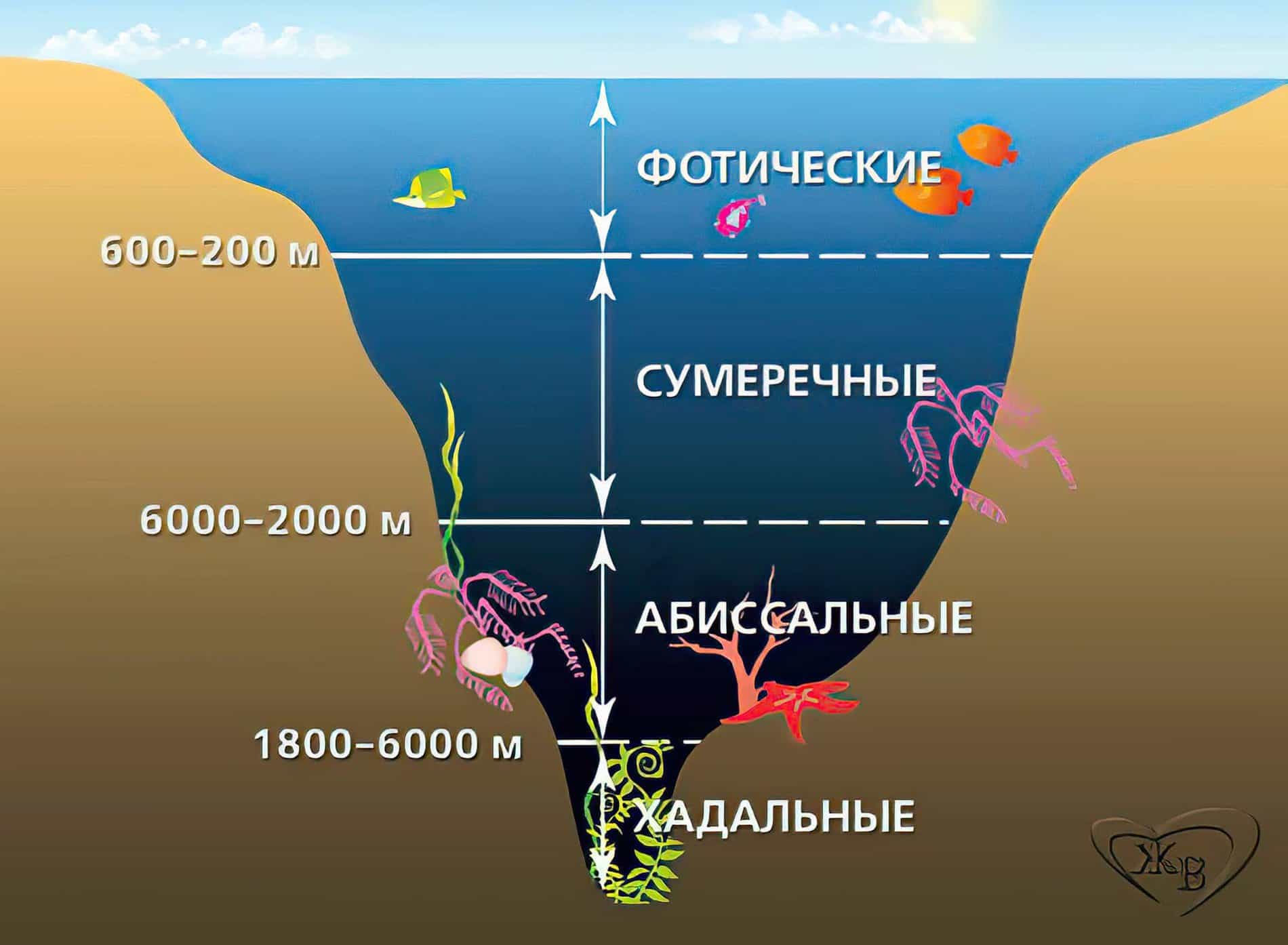 What is the photic (euphotic) zone