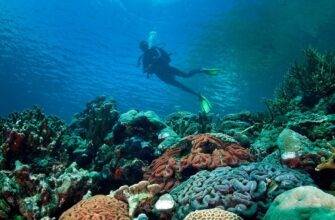 The underwater world of Fiji