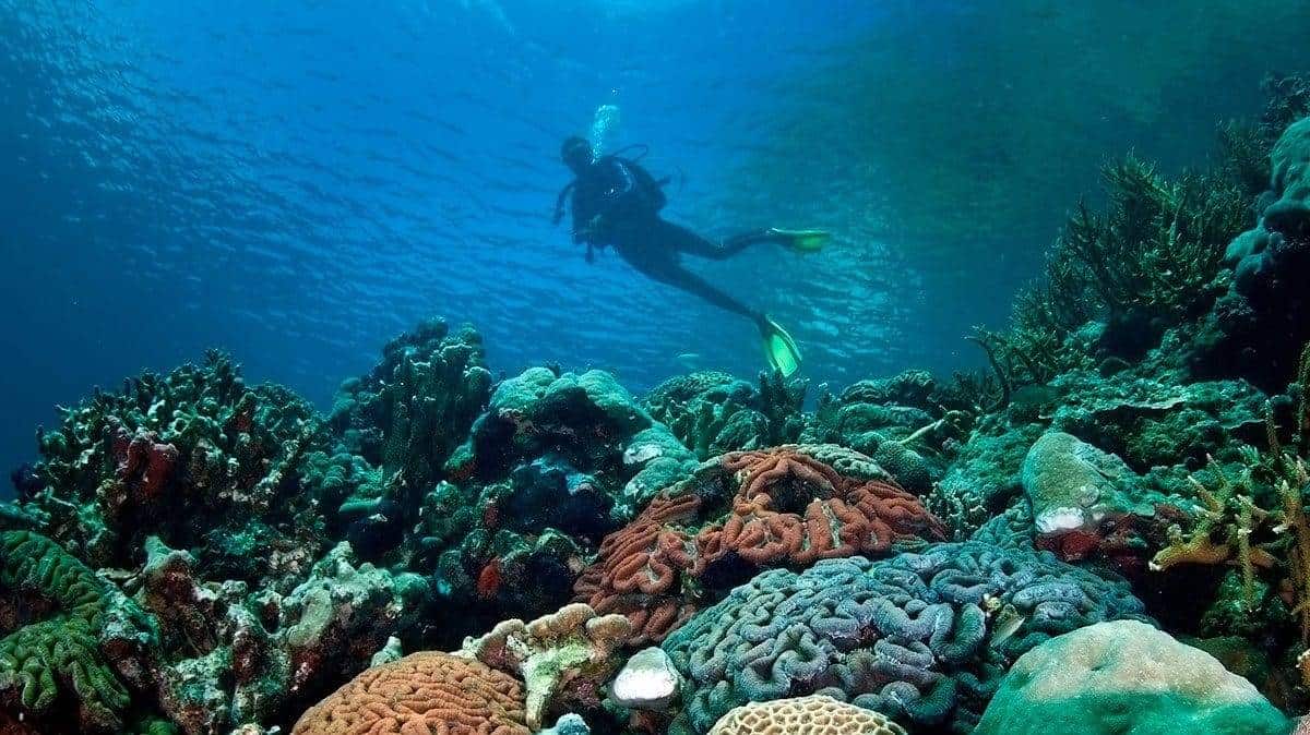 The underwater world of Fiji