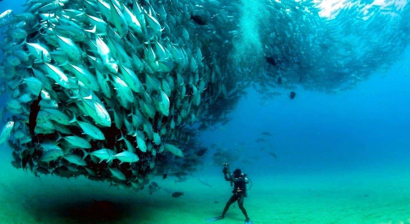 The underwater world and its attraction