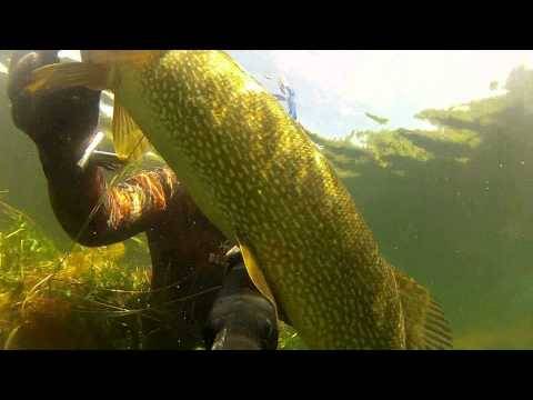 Fishing or spearfishing?