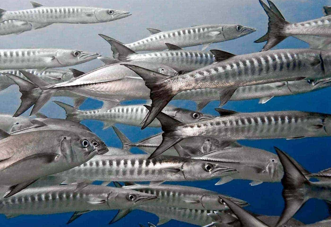Residents of Barracuda Island waters